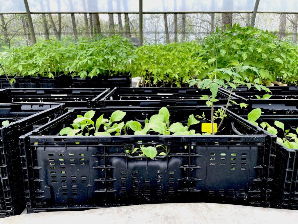 “De la graine au panier” : les Jardins du Cœur reverdissent au printemps